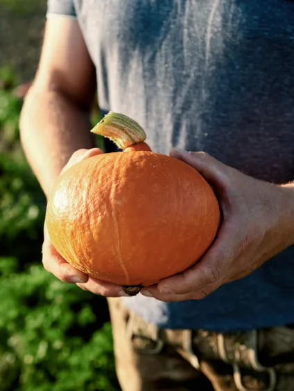 Landwirt hält frisch geernteten orangefarbenen Kürbis auf sonnigem Gemüsefeld