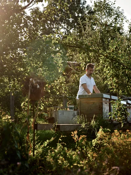 Imker überprüft Bienenstöcke in sonnigem Obstgarten mit grünen Bäumen