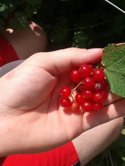 Hand hält frische rote Johannisbeeren mit grünem Blatt im Sonnenlicht