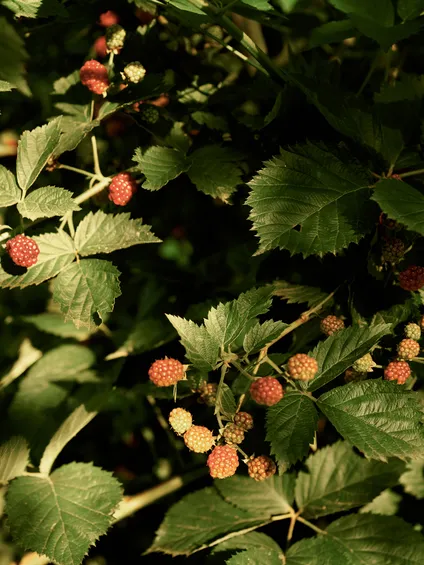 Unreife Brombeeren an einem Strauch mit grünen Blättern im Abendlicht