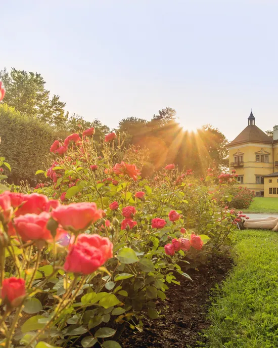 Couple relaxing near blooming rose garden at sunset in front of historic yellow palace