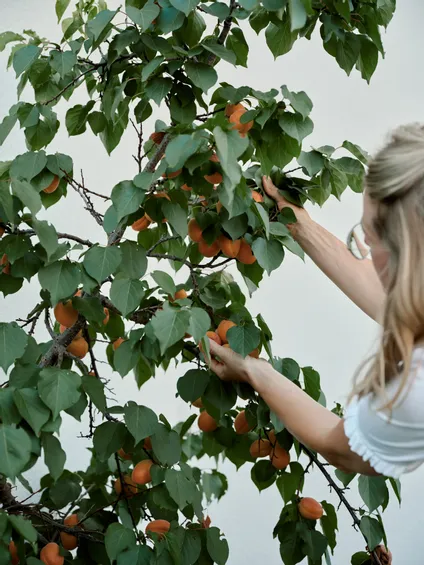 Frau pflückt reife Aprikosen von einem Baum mit grünen Blättern