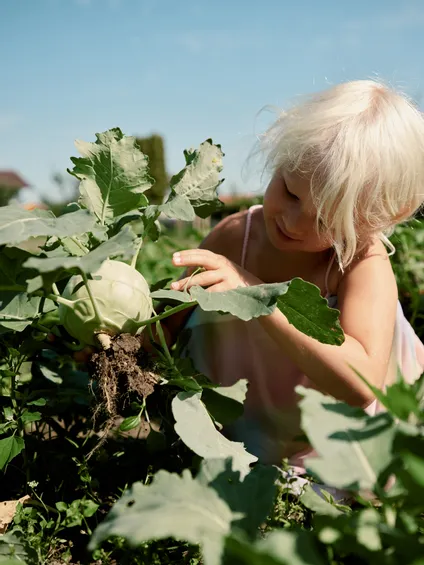 Kleines Kind erntet frischen Kohlrabi im sonnigen Gemüsegarten