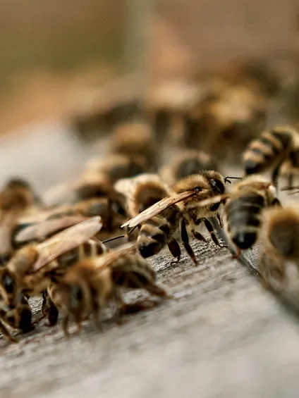 Honigbienen sammeln sich am Eingang eines hölzernen Bienenstocks im Freien
