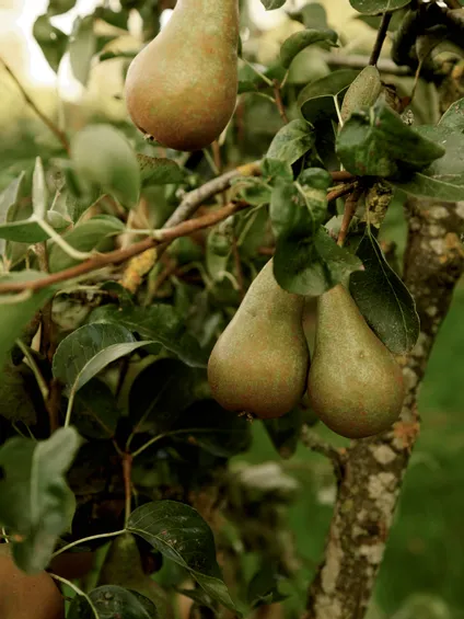 Nahaufnahme von grünen Birnen, die an einem Ast im Obstgarten hängen