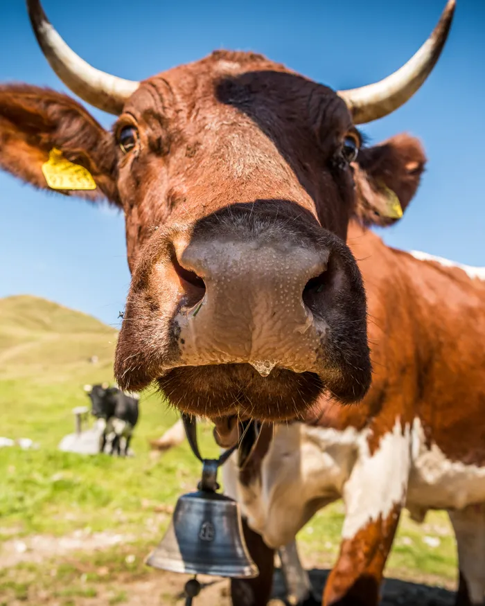 Neugierige braune Kuh mit Glocke auf einer Almwiese blickt in die Kamera