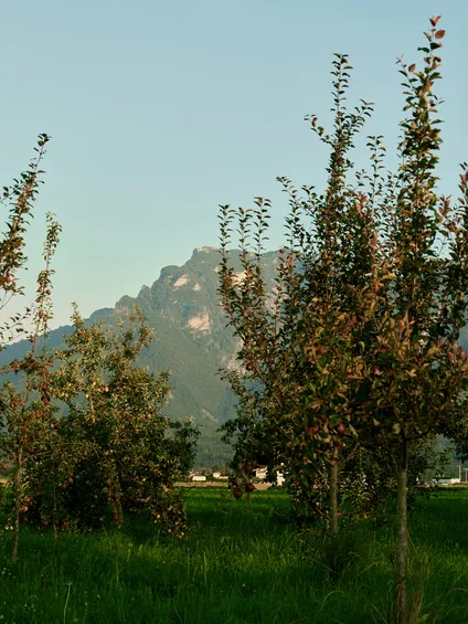 Apfelplantage mit grünem Gras und Bergblick im Hintergrund bei Sonnenuntergang