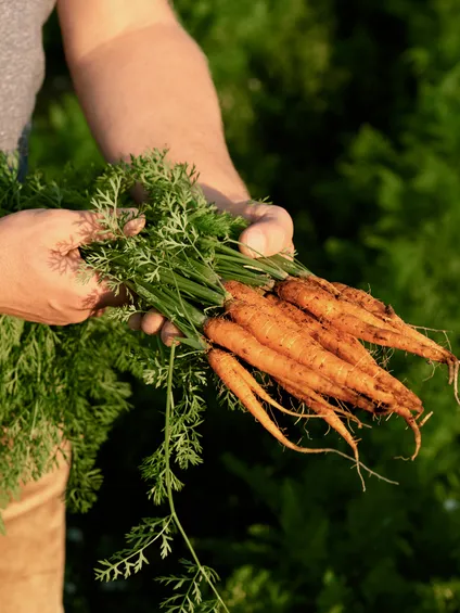 Frisch geerntete Bio-Karotten in den Händen eines Bauern im sonnigen Gemüsegarten