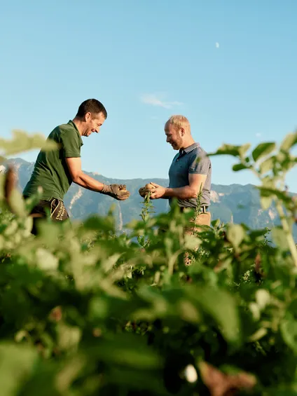 Zwei Männer ernten Wurzelgemüse auf einem grünen Feld mit Bergkulisse