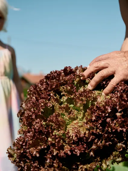 Frischer roter Blattsalat wird an einem sonnigen Tag mit Kind im Hintergrund geerntet